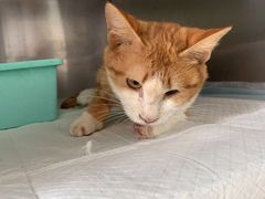 -圣宠动物医院·犬猫专科·影像中心·外科中心