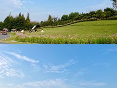 -花开海上生态园