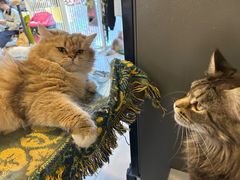 -平行世界·猫咖(首经贸店)