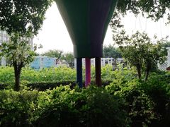 -百万葵园