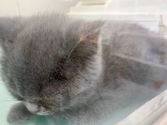 -糯米喵星人·撸猫猫舍咖啡馆(西市场嘉华店)