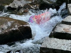 -广州白江湖森林公园