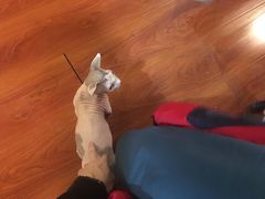 -猫小院猫主题咖啡厅(北锣店)