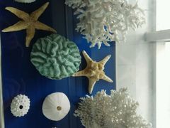 -上海海洋大学鱼文化博物馆(军工路校区)