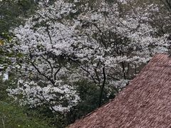 -中国茶叶博物馆(双峰馆区)