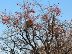 -秦始皇帝陵博物院-丽山园