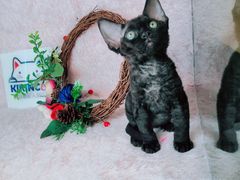-十年猫舍·猫咪专门店(普陀店)