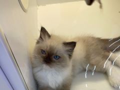-小猫来了·猫舍(红山六九七九店)