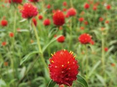 -花开海上生态园