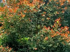 -南宁良凤江国家森林公园