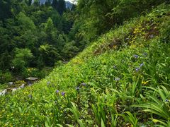 -鹿院坪生态旅游景区