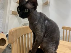 -楼上猫咖(罗湖店)