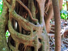 -中国科学院西双版纳热带植物园