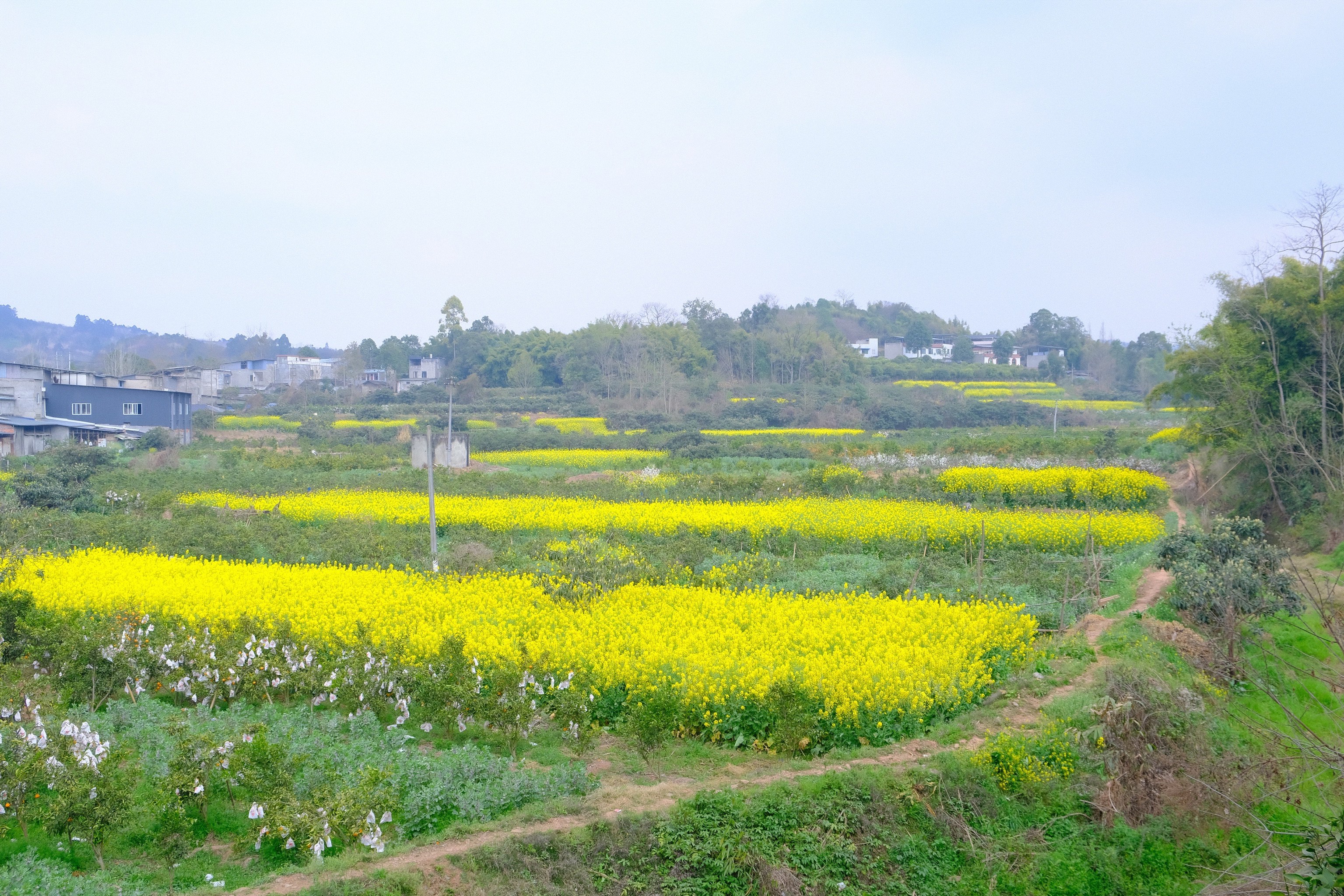 南昌县塔城乡油菜花图片