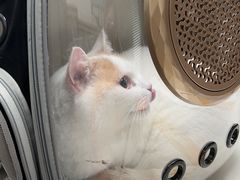 -伟伟宠物医院·CT影像中心·瑞派犬猫综合性门诊(汉口总院)