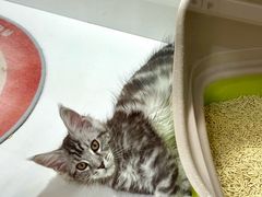 -青奢宠物·青奢猫舍