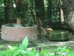 -深圳野生动物园