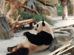 -灵玲国际马戏城