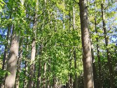 -上海长兴岛郊野公园