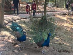 -泉州海丝野生动物世界