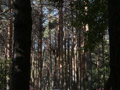 -黑龙江省森林植物园