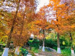 -广西壮族自治区药用植物园