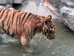 -深圳野生动物园