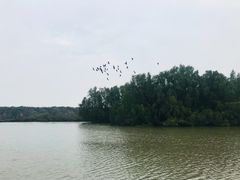 -大湾区中央湿地公园