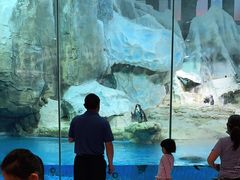 -帝企鹅自助餐厅•儿童岛•真企鹅(长隆企鹅酒店)