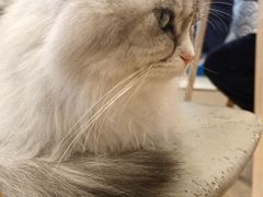 -Let's go狗咖·猫咖·奶狗·桌游(春熙路IFS店)