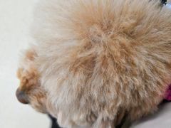-北京观赏动物医院·24小时大型综合·猫专科·异宠专科