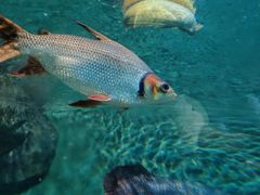 -上海海洋水族馆