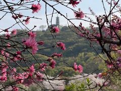 -苏州上方山国家森林公园