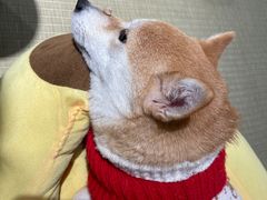-逗柴咖啡屋·狗咖猫咖宠物桌游