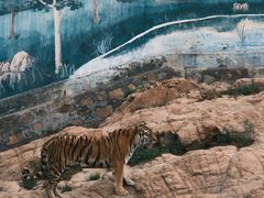 -西霞口神雕山野生动物世界