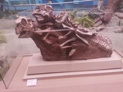 -陕西自然博物馆