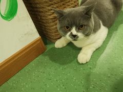 -藦茜花园宠物主题亲子互动体验馆(国顺东路店)