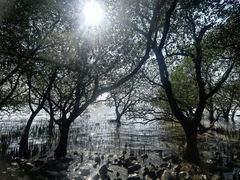 -宝安西湾红树林湿地公园