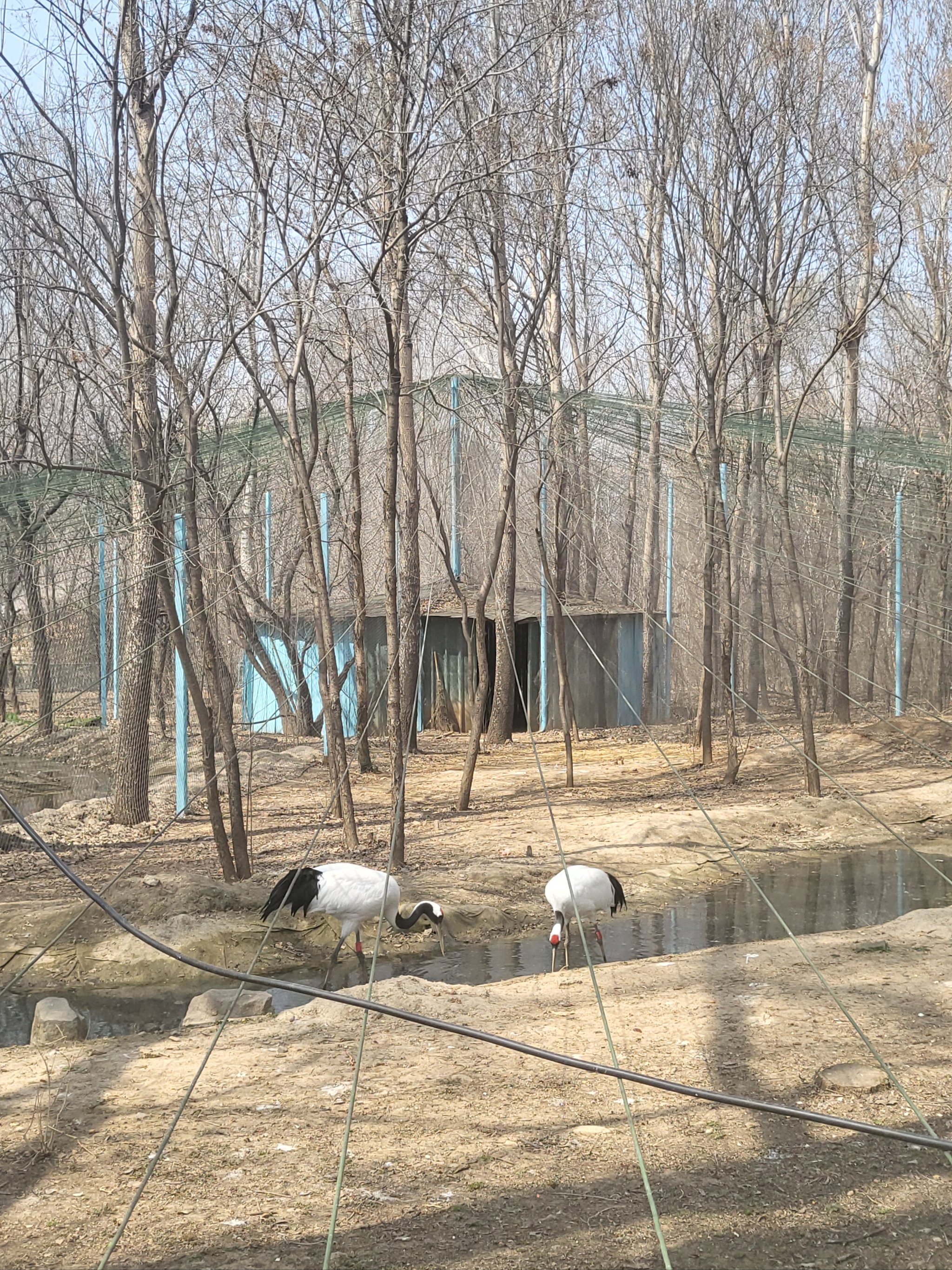 沈阳鸟岛景点图片