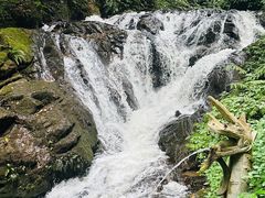 -莫里热带雨林景区
