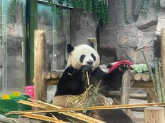 -栾川竹海野生动物园