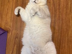 -北京观赏动物医院·24小时大型综合·猫专科·异宠专科