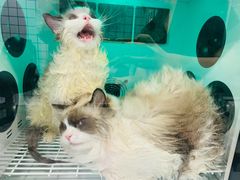 -袖虎猫馆(十亩地店)