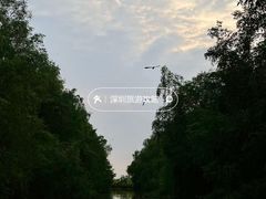 -大湾区中央湿地公园