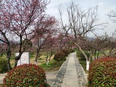 -林屋梅海青梅保护基地