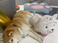 -柴务处·柴犬主题狗咖