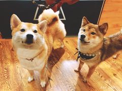 -柴务处·柴犬主题狗咖