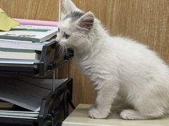-瑞派名望24h动物医院异宠专科·猫专科·骨科·重症监护分院