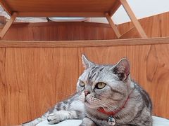 -有猫主题·治愈系猫咖(曾厝垵店)