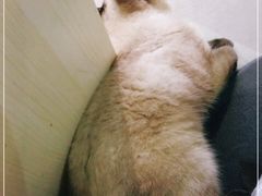 -Heymao猫咖.咖啡厅(东门店)